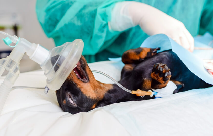 Собака под наркозом накрыта стерильным бельём, виден только закрытый операционный стол и руки хирурга.